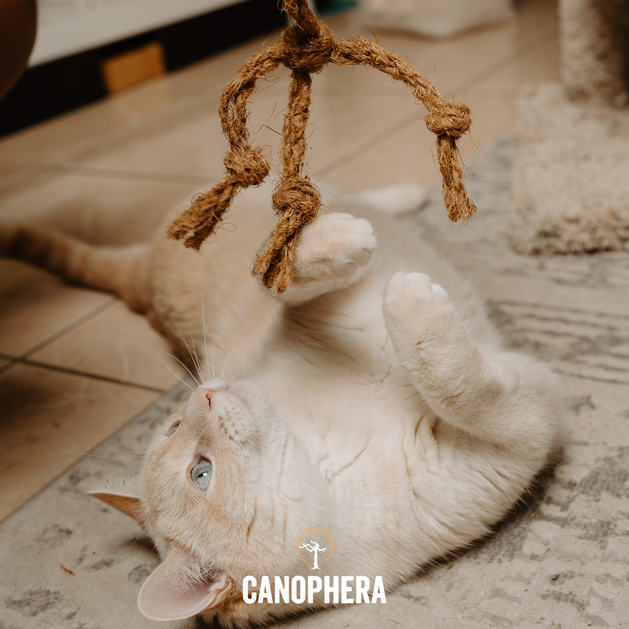 Cat Toy Made Of Coconut Rope - CocoSpider