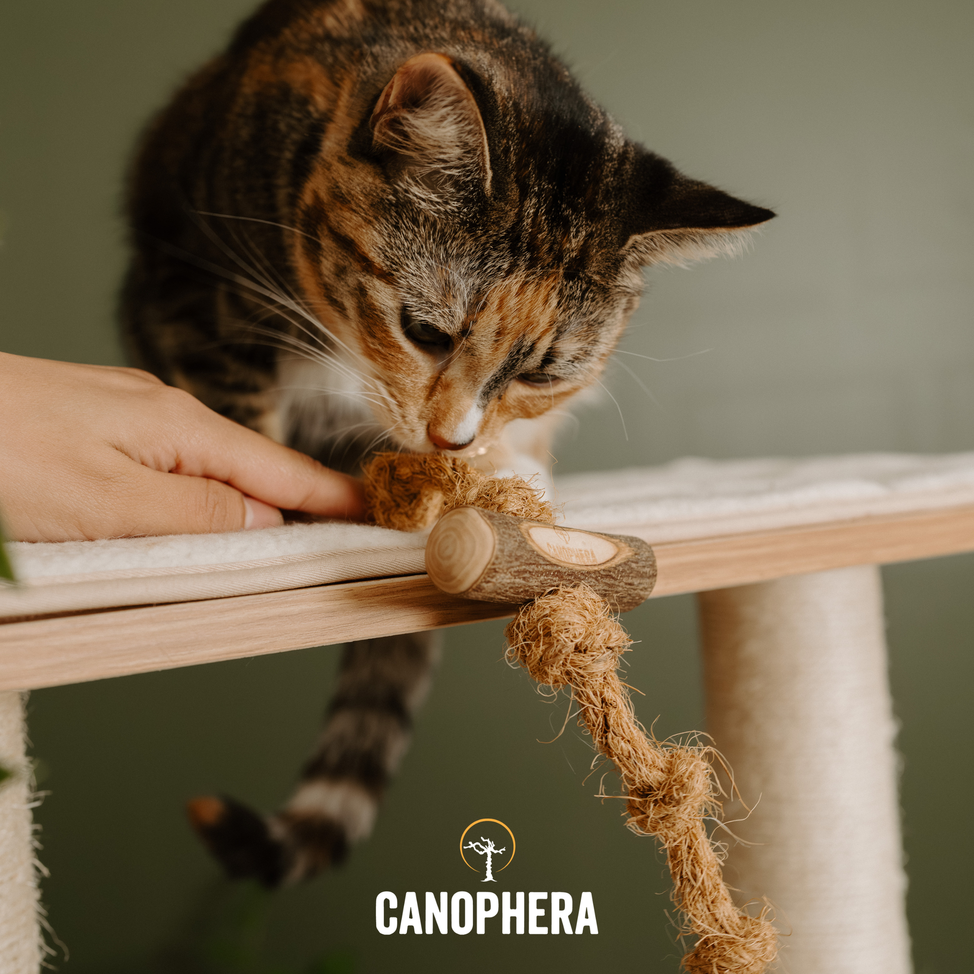 Cat Toy Made Of Coconut Rope & Olive Wood - Olive & Coco