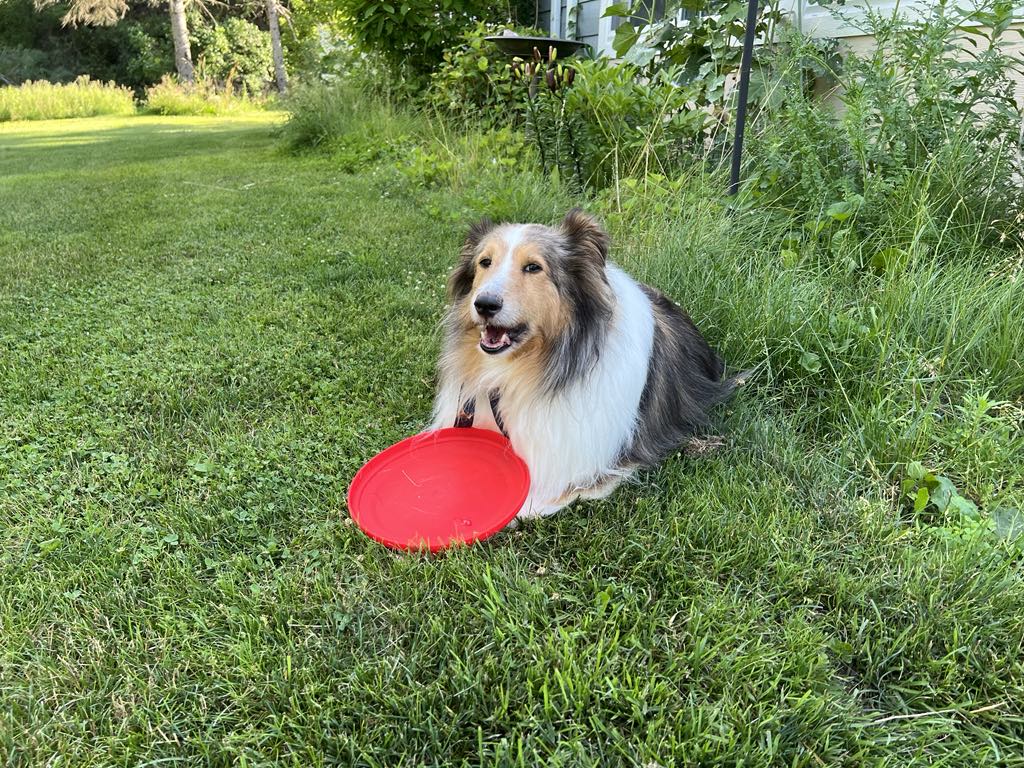 Dog Rubber Flying Disc-Zeke and Roxy Approved!
