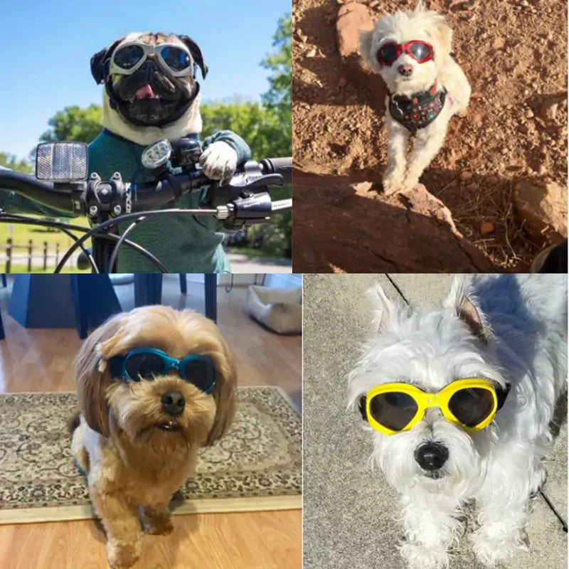 Dog Sunglasses - Eye Protection!
