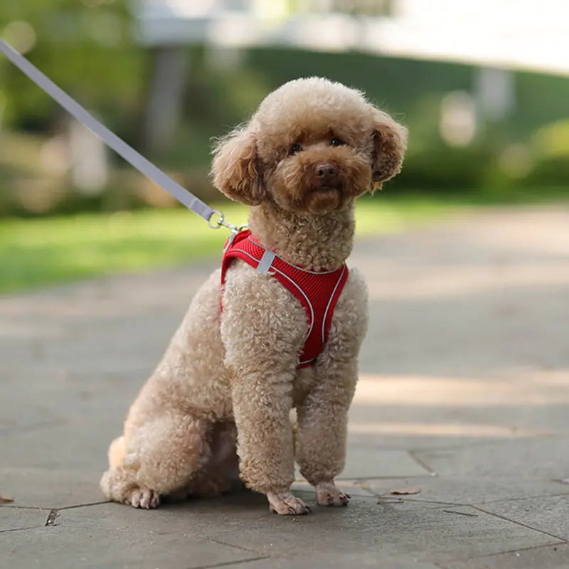 Harness+Leash Combo