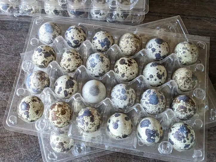 Quail Eggs- 36ct