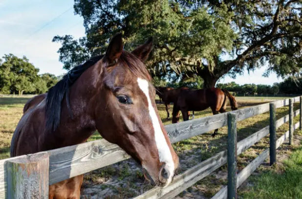 Tvati - Joint & Mobility Support