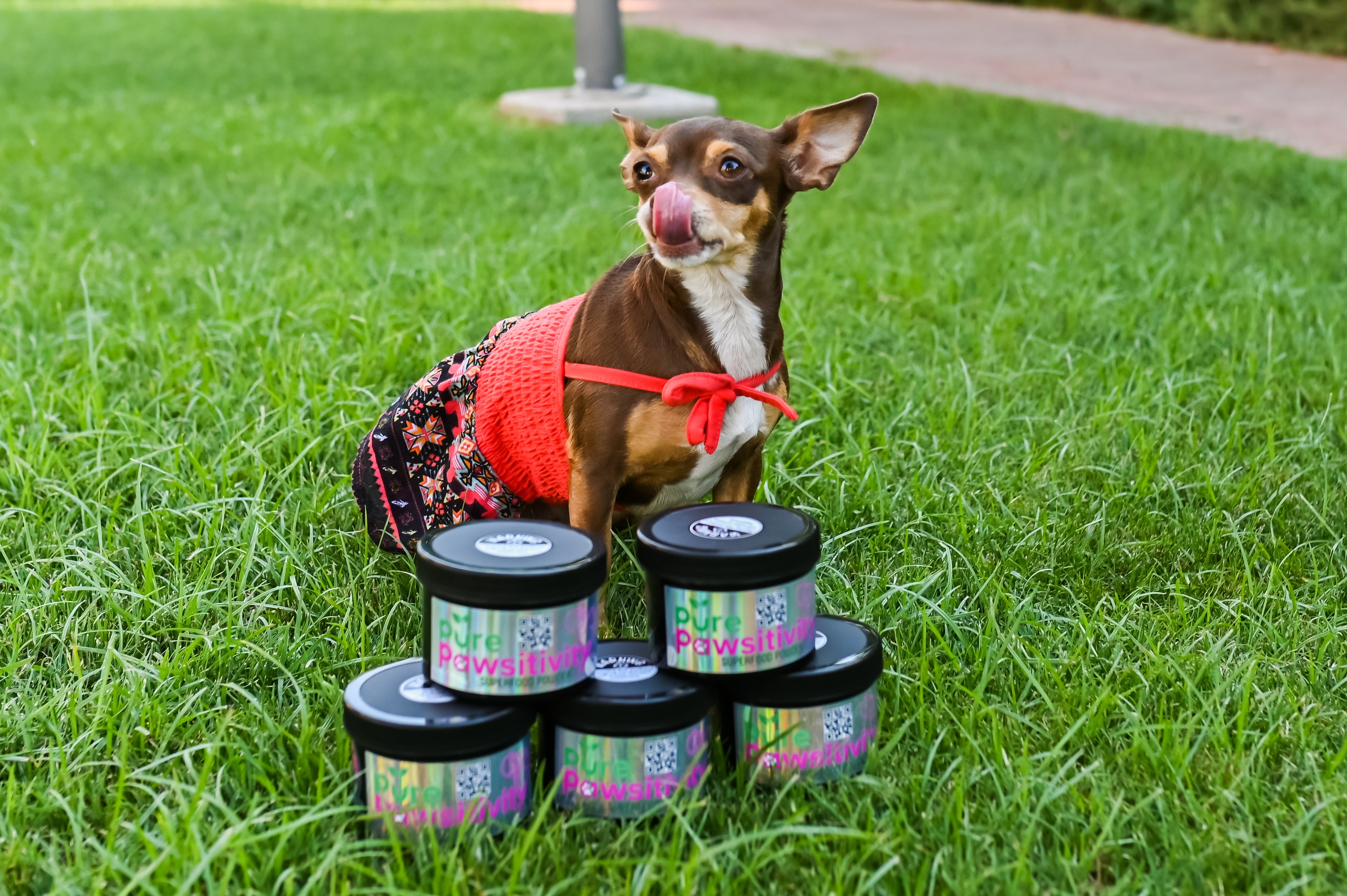 Vascular Vitality Superfood Powder – Circulation & Longevity Support for Dogs & Cats | Pure Pawsitivity™