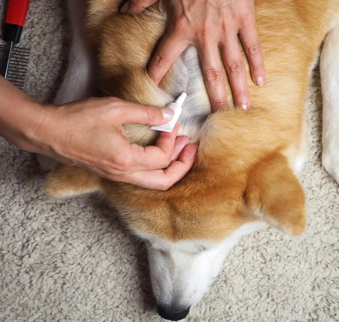 Tvati - Joint & Mobility Support